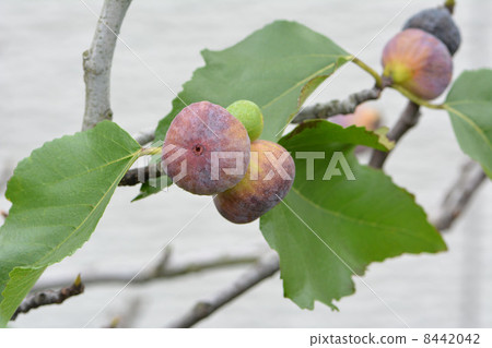 一塵不染的水果 8442042