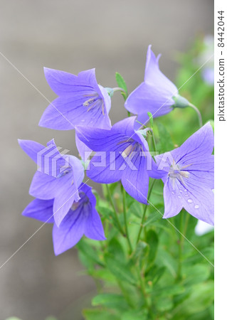 Bellflower 8442044
