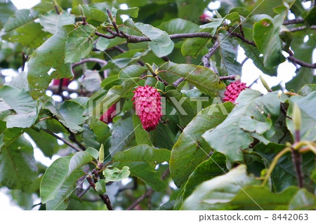 An eccentric tree nut - A large red fruit of Honoki - Horizontal position An eccentric tree nut - A large red fruit of Honoki - Horizontal position 8442063