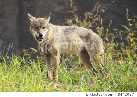 Europe wolf Europe wolf 8442087