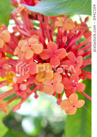 桑坦卡之花 8442104