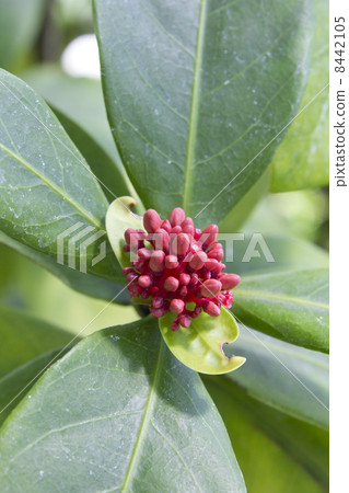 桑塔卡的蓓蕾 8442105