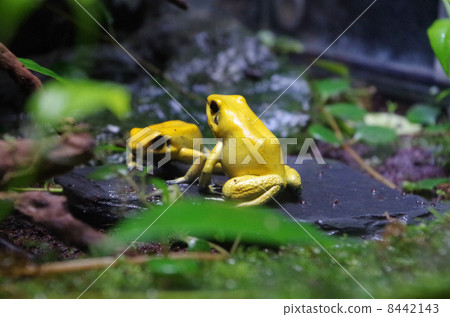 A frog A frog 8442143