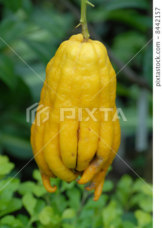 布什康 布什康 8442157