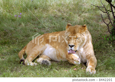 Lion 8442201