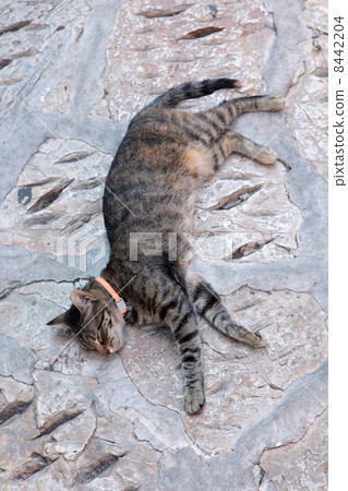 Sleeping cat Sleeping cat 8442204