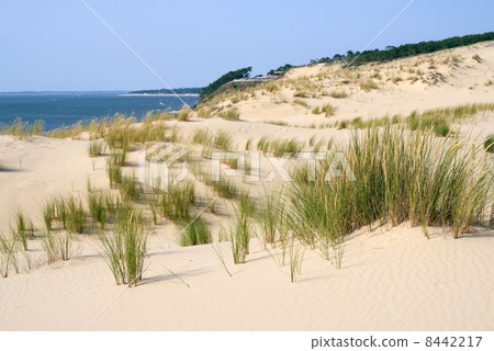 Dune of Pilat, France 8442217