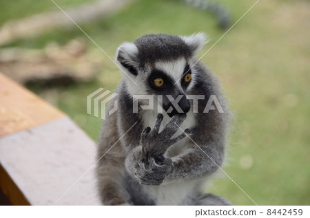 Wow Stockpick (Japan Monkey Park @ Aichi) 8442459