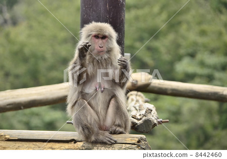 Yaku macaques (Japanese monkey park @ Aichi) 8442460