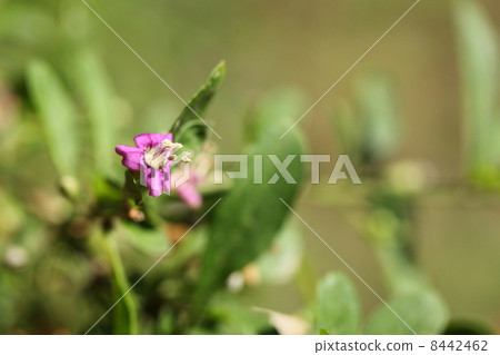 Wolfberry flowers 8442462