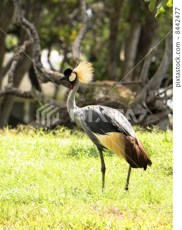 White-crowned crane 8442477