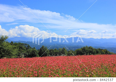 Takamine cherry blossoms and Ina Valley Takamine cherry blossoms and Ina Valley 8442537