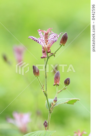 蒼白的深紅台灣Hototogisu花和Mukojima Hundred Hana的芽 8442596