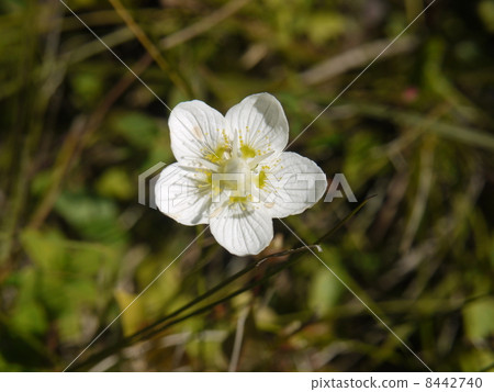 Umebachissau 8442740