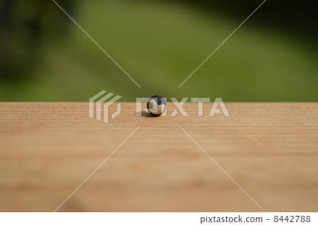 One species of motherfucking 8442788