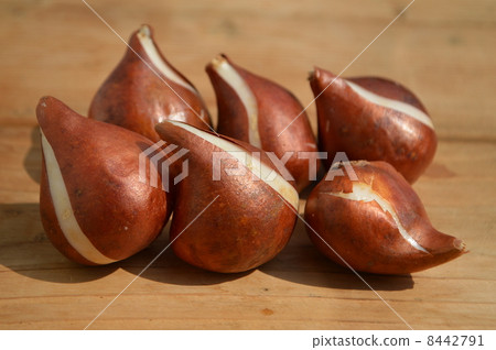 Tulip bulbs 8442791