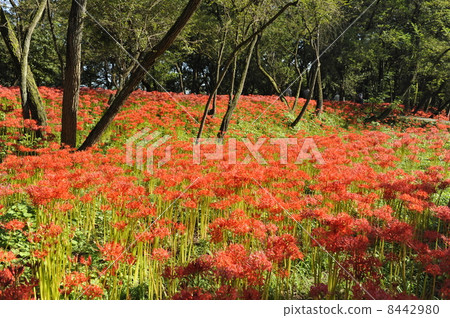 Pearl star (Higanbana) Pearl star (Higanbana) 8442980