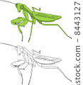 White-tailed Mantis White-tailed Mantis 8443127