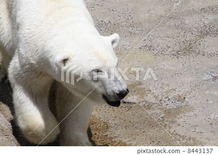北極熊旭山動物園 8443137