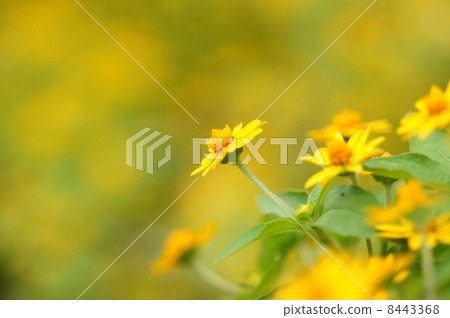 Zinia·Linearis 8443368