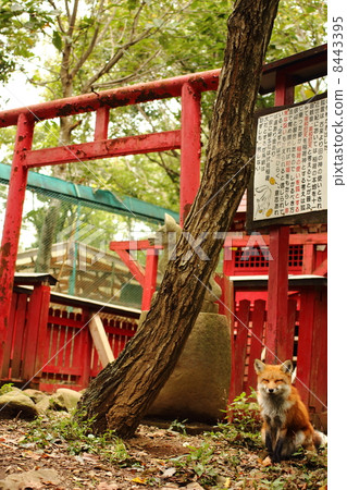 鳥居和狐狸 8443395