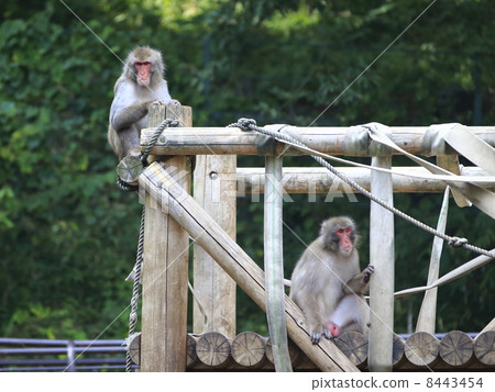 Japanese macaques Japanese macaques 8443454
