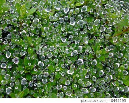 雨水小滴蜘蛛螺紋 雨水小滴蜘蛛螺紋 8443595