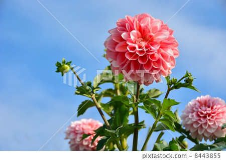 Close-up of Dahlia flowers and back of blue sky 8443855