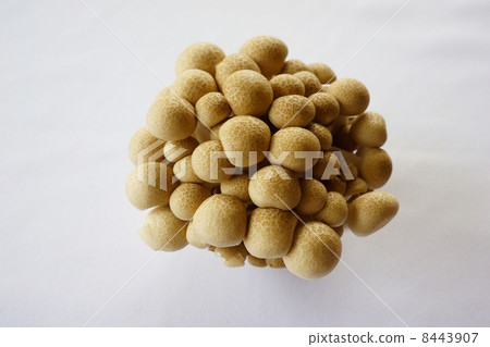 Mushroom (Bunashimeji) 8443907