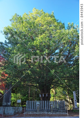 Big tree Big tree 8443943