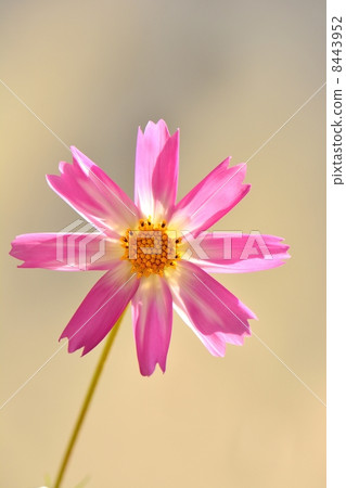 波斯菊瓣和水下落特寫鏡頭 波斯菊瓣和水下落特寫鏡頭 8443952