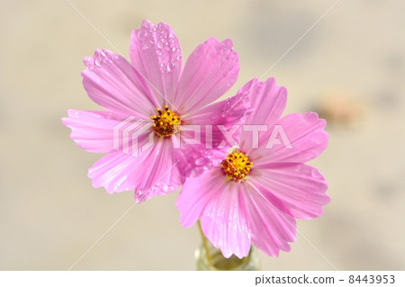 波斯菊瓣和水下落特寫鏡頭 8443953