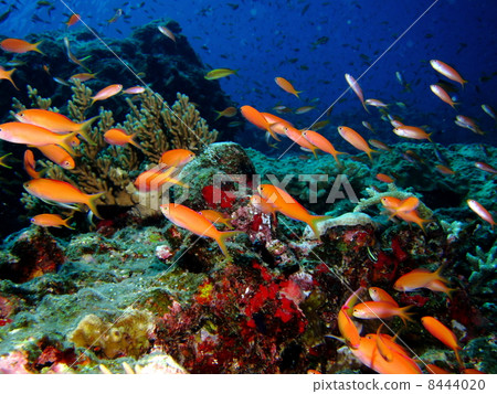 Flock of goldfish doll 8444020