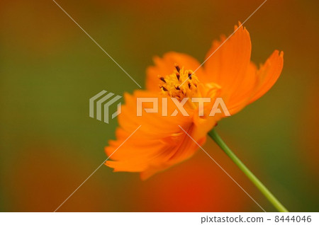  黃波斯菊 8444046