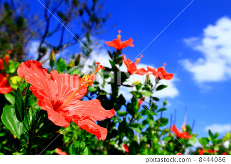 Bright red hibiscus and blue sky Bright red hibiscus and blue sky 8444086