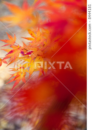 Autumn leaves 8444181
