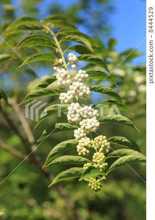 Mukojima百花園的白果 8444529
