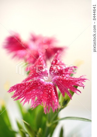 Close-up of Nukiko's flower with waterdrop 8444641