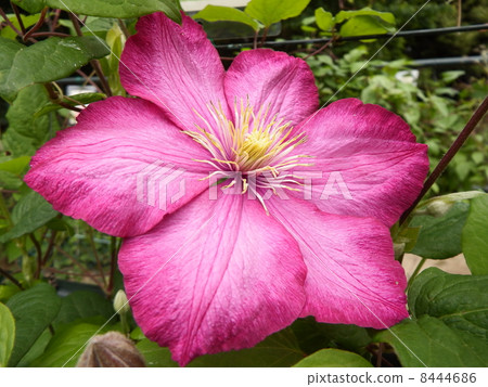 Clematis 8444686
