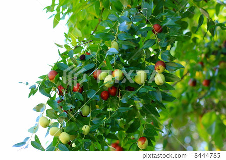 The jujube which became brown The jujube which became brown 8444785