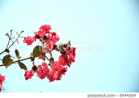 Crape myriad in the autumn sky 8444884