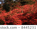 映山紅 8445231