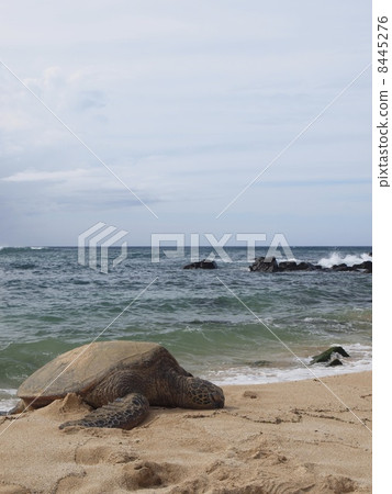Hawaiian sea turtle 8445276