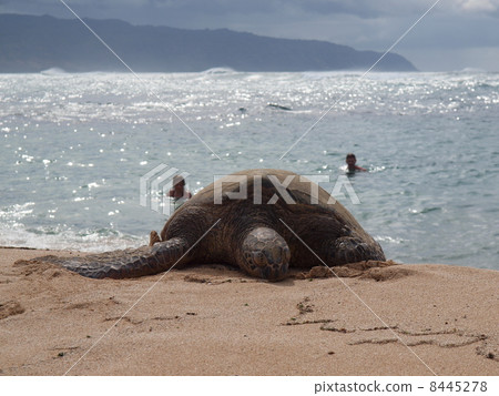 Hawaiian sea turtle 8445278