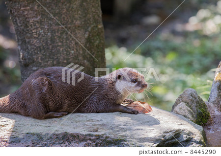 Small-clawed otter 8445290