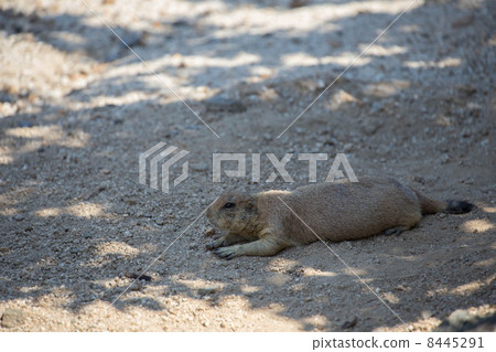 Black-tailed prairie dog 8445291
