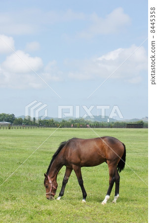 北海道的馬 8445358