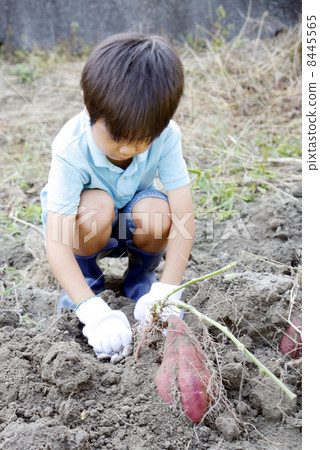 A boy digging potatoes A boy digging potatoes 8445565