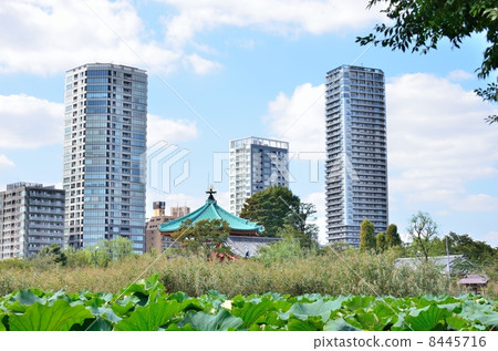 Ueno's Shinobazu Pond spreading lotus 8445716