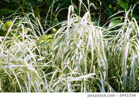 蜂蠟葉(雜色):Hachijyo薄 蜂蠟葉(雜色):Hachijyo薄 8445784